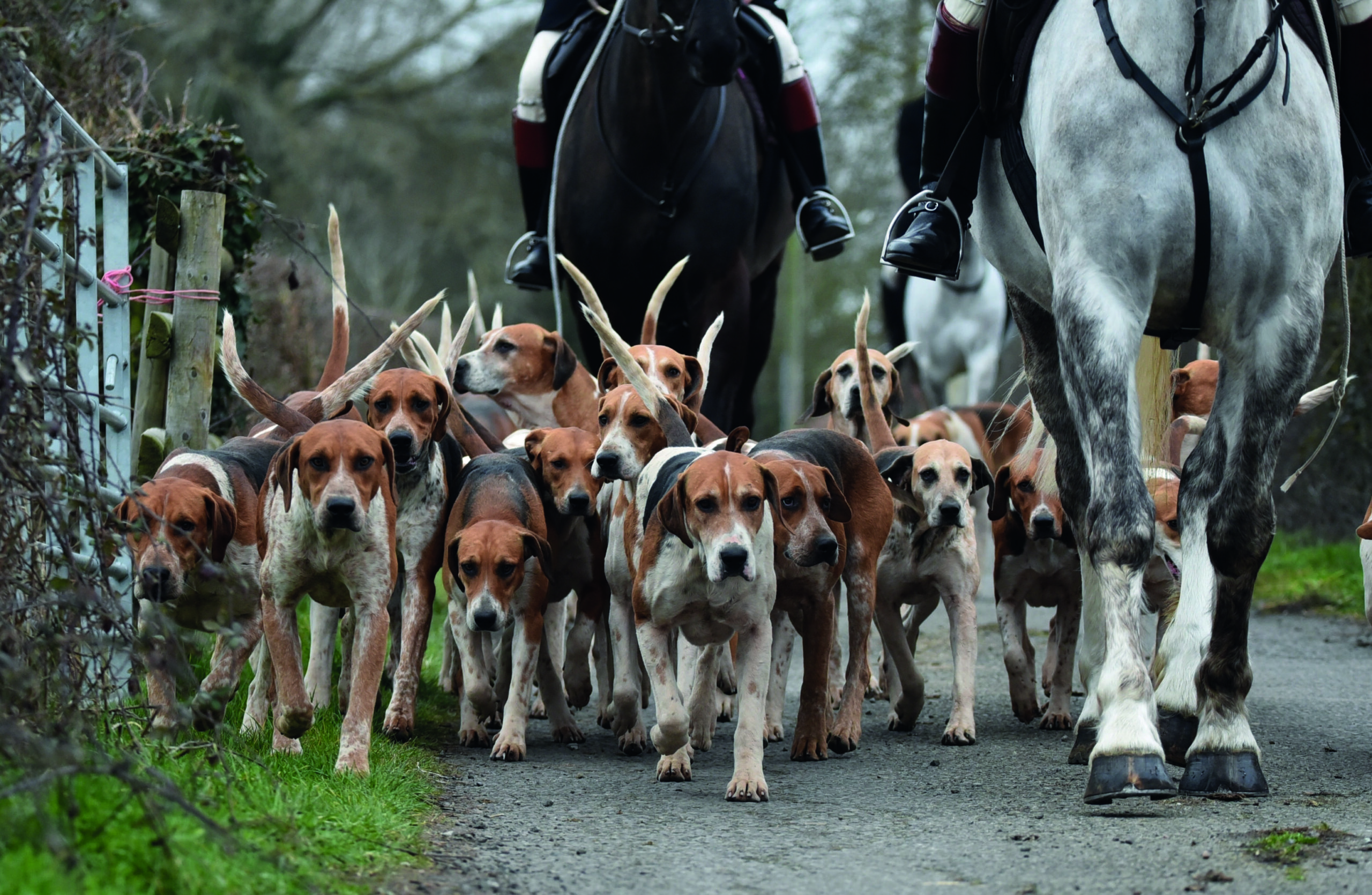 LACS seeks to end legal fox control by Scottish packs