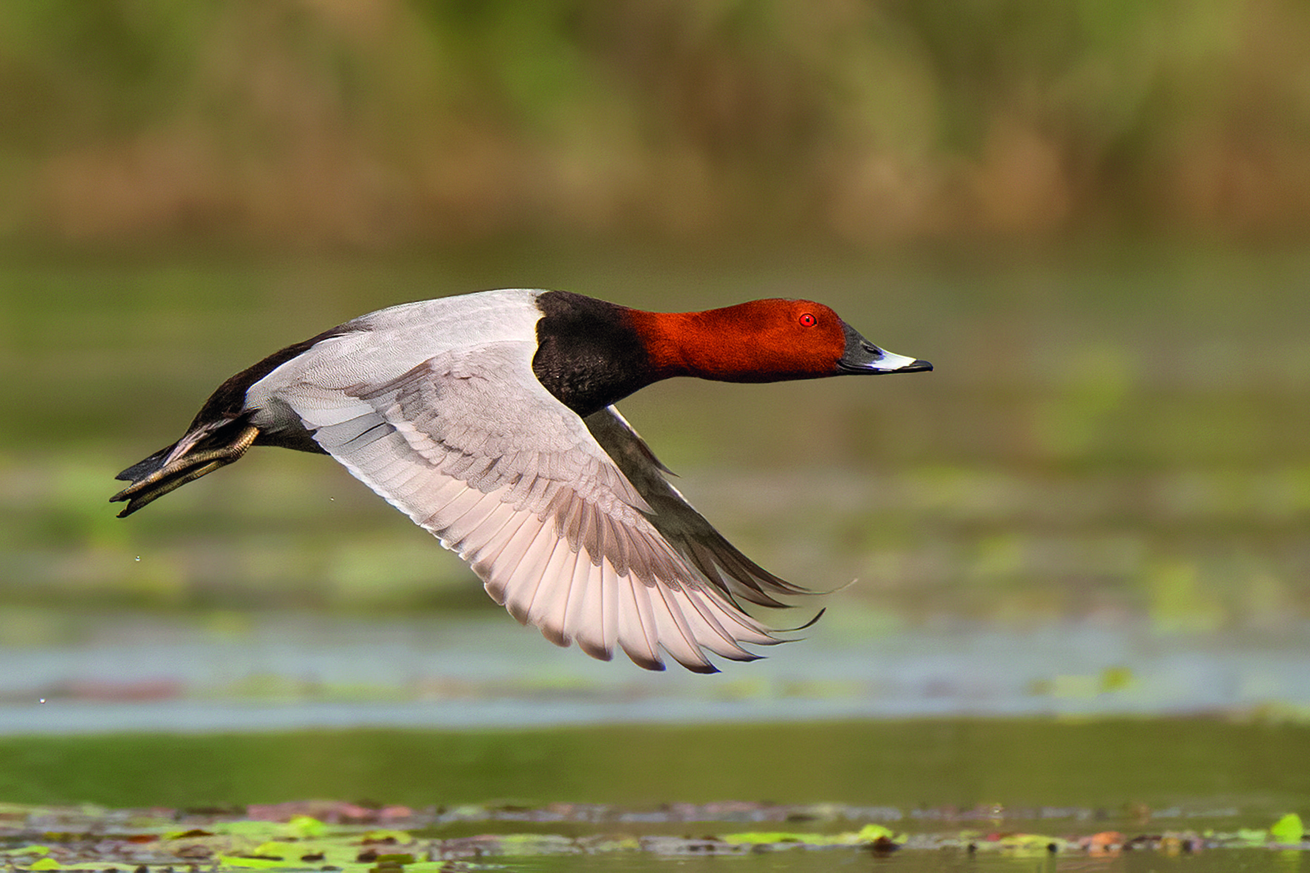 The plight of British pochard and pintail