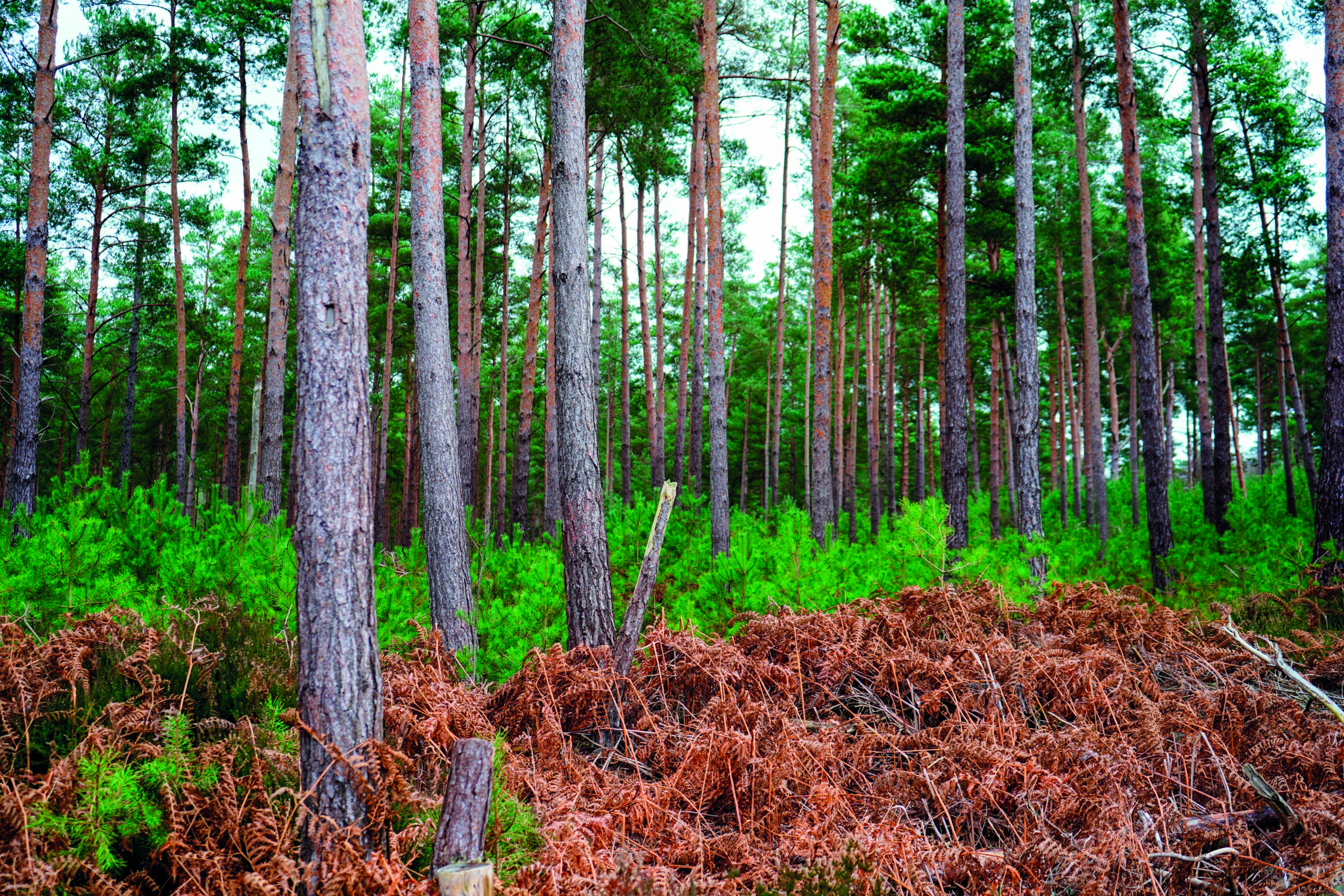 Scottish Forestry triples grant for bracken control