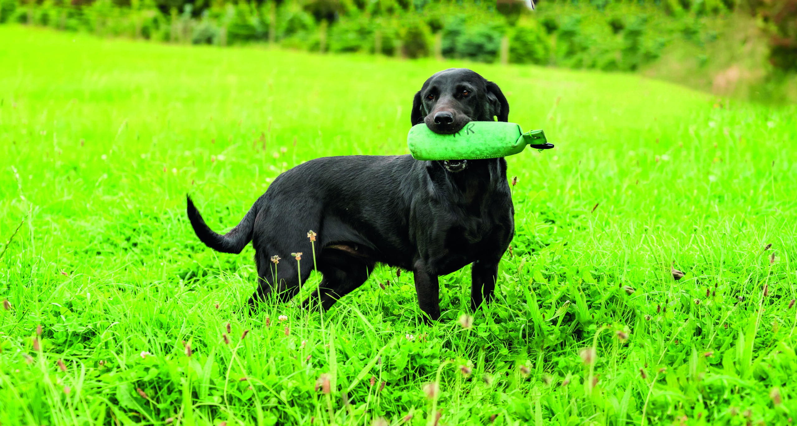 Armed police raid gundog trainer after shots reported