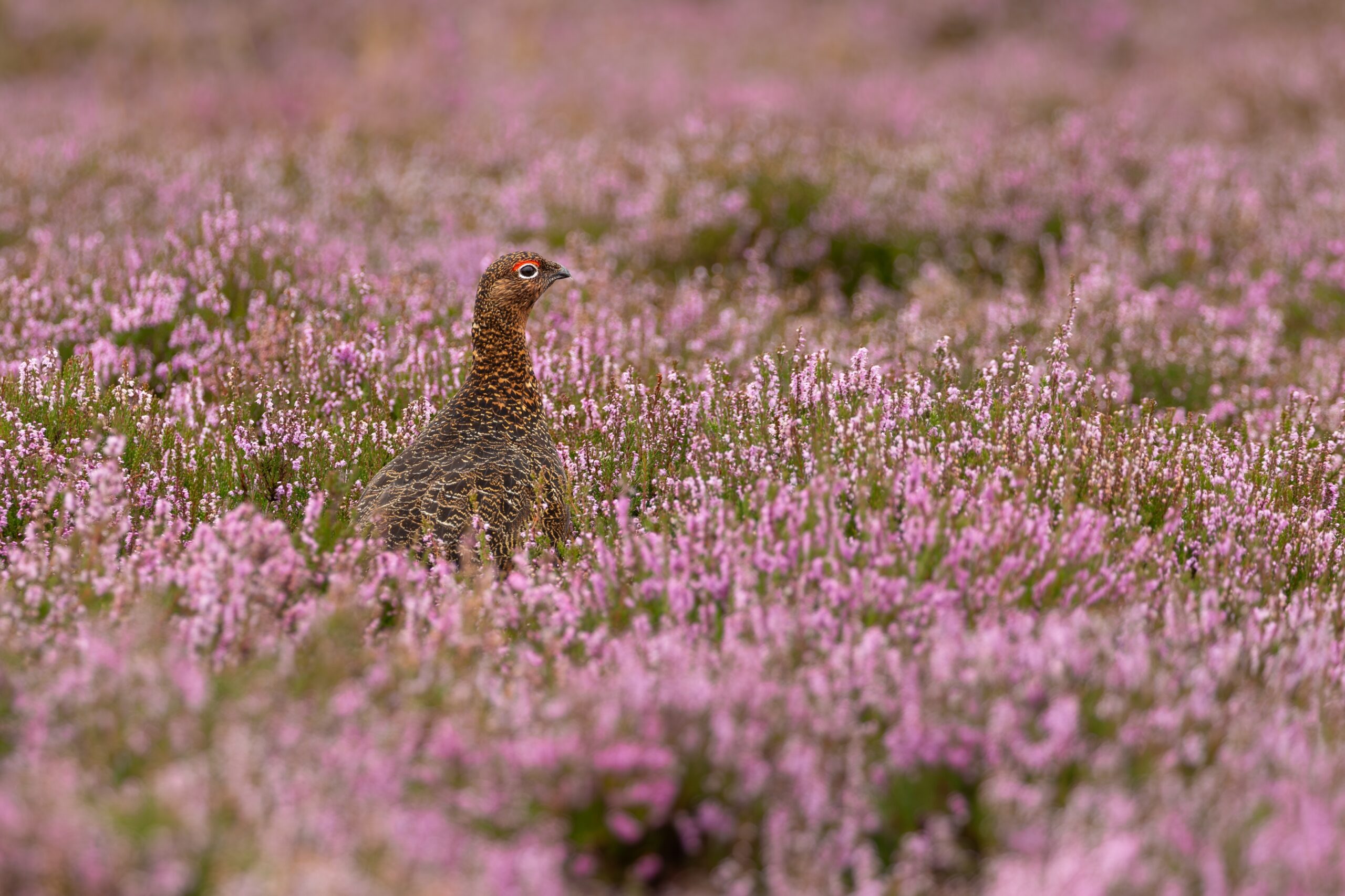 Easier recruitment for game and wildlife managers