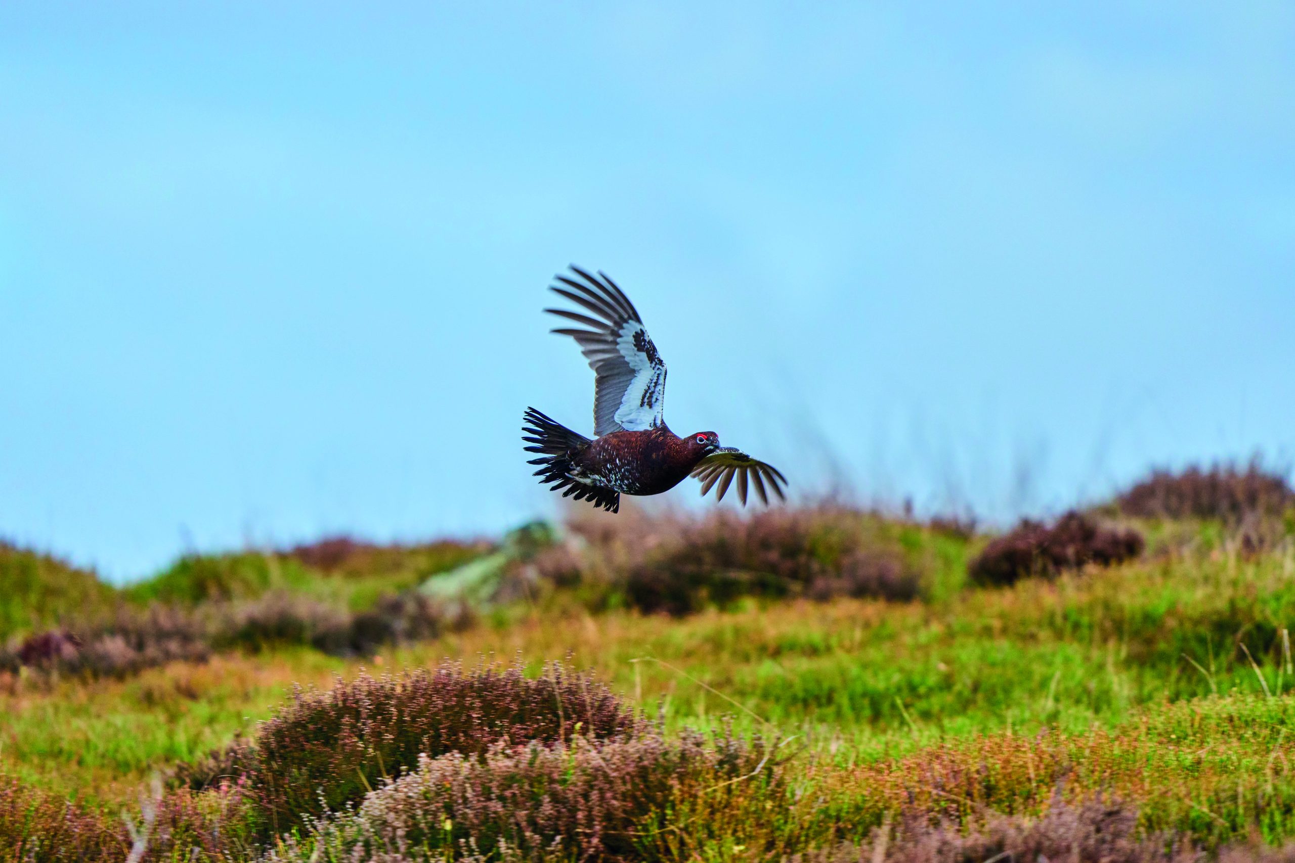 A tale of two halves for this year’s grouse
