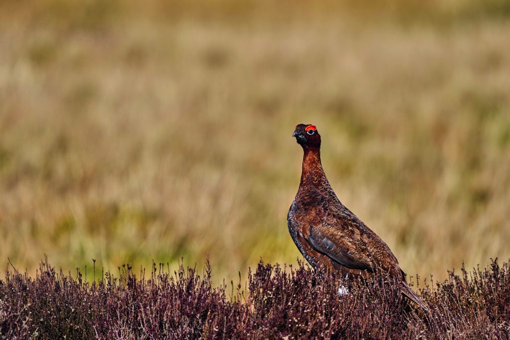 Eat Wild brings leading UK chefs to the moor