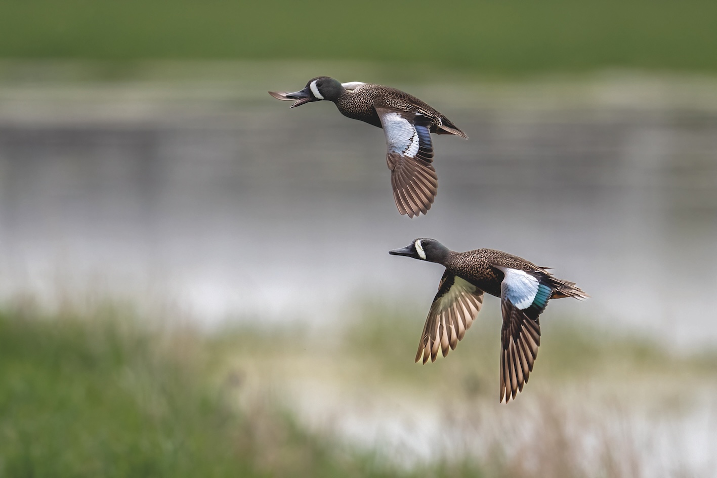 British birds relegated to subspecies under shake up