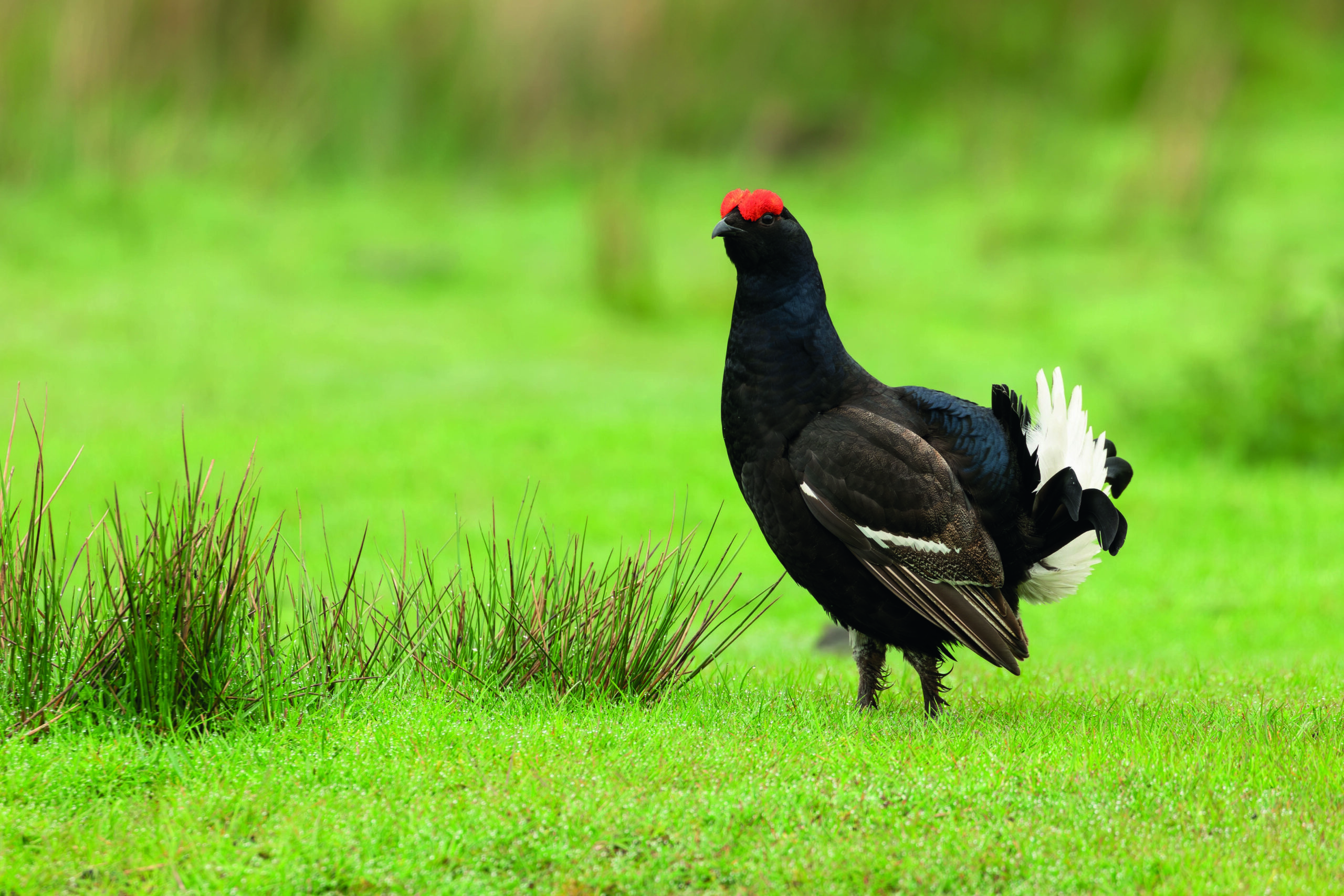RSPB ‘uses jargon’ to hide its failures on black grouse