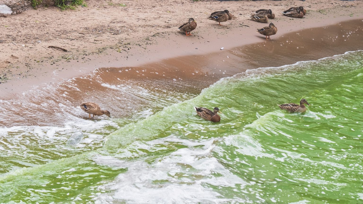 Wildfowlers “singled out” as Lough Neagh leases not renewed