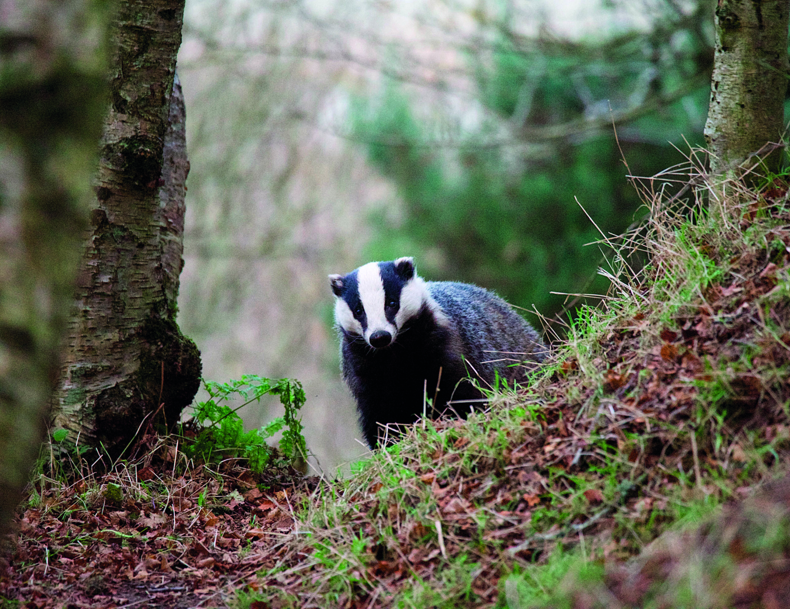 Vets dismiss culling as bovine TB levels drop