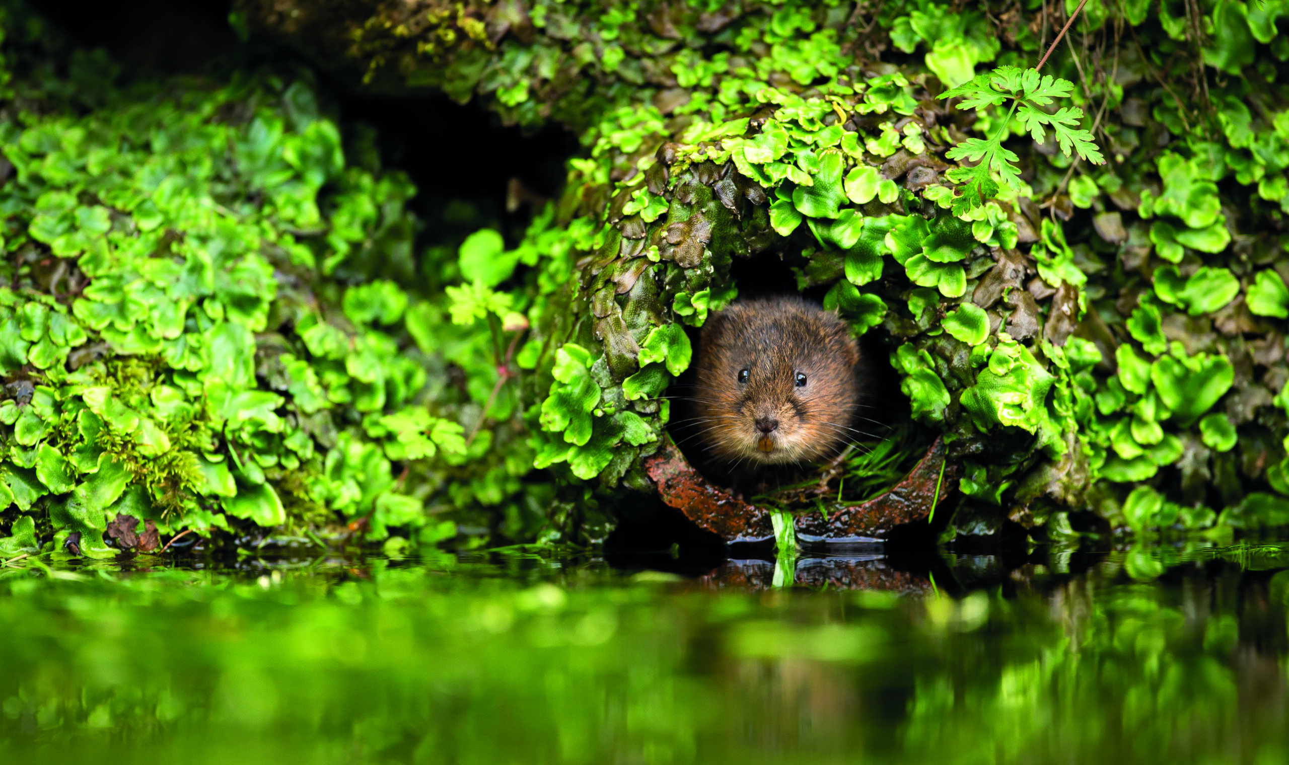 Conservation schemes aim to restore England’s water voles