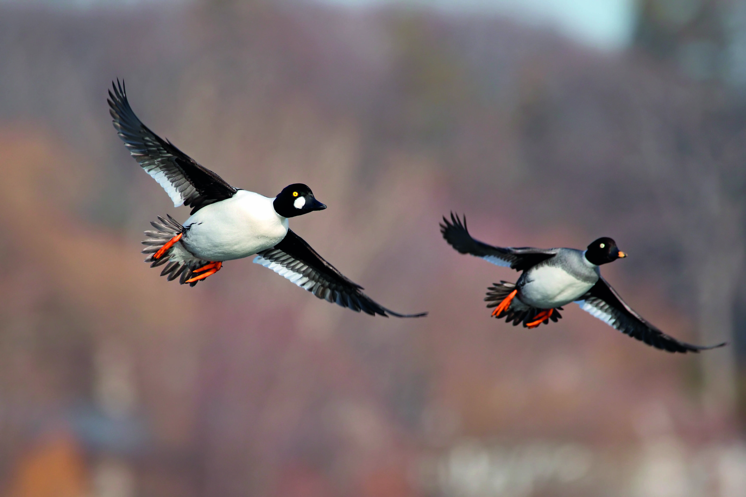 High Court challenge over migratory ducks