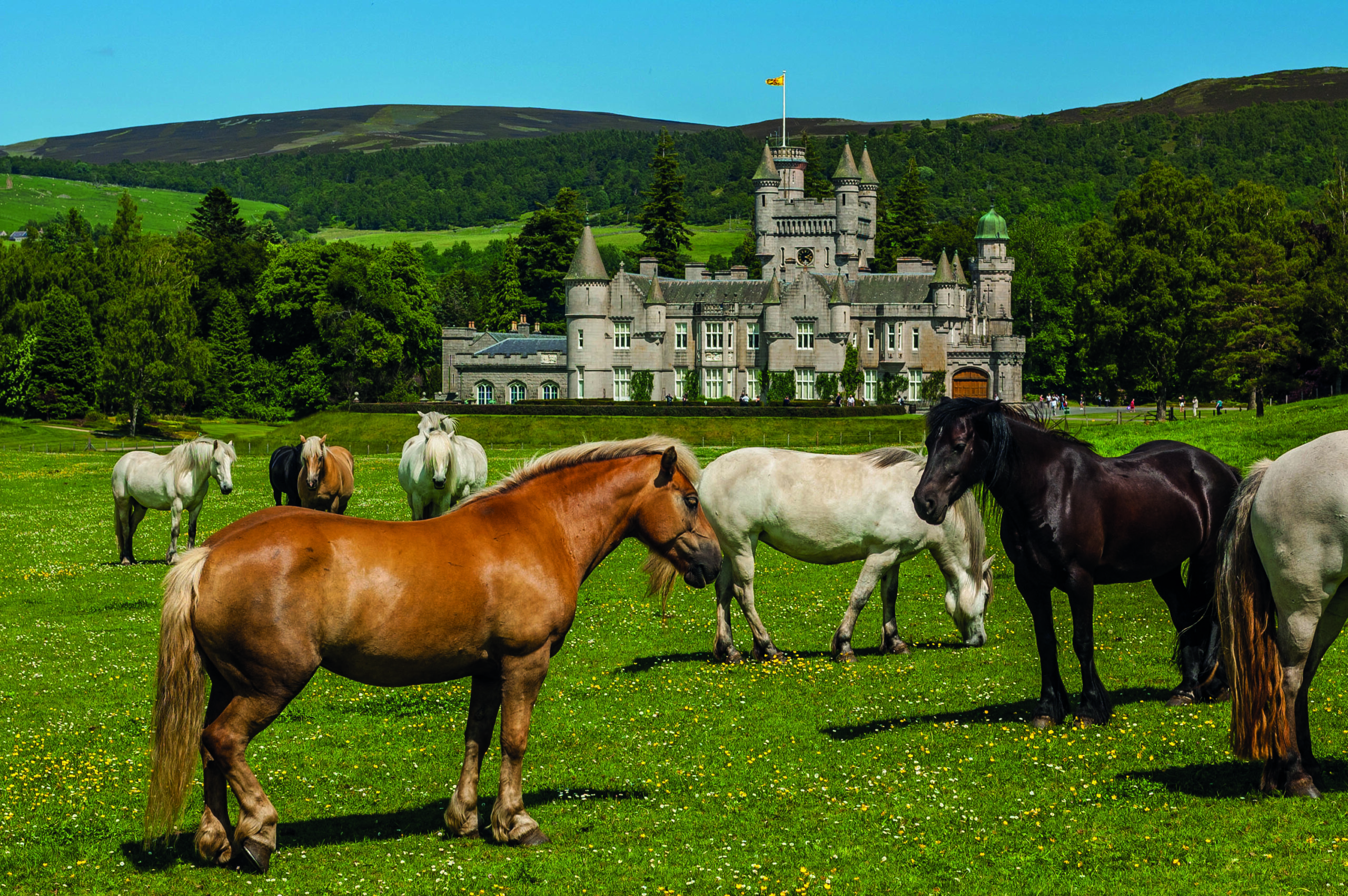 HM ponies leave Balmoral