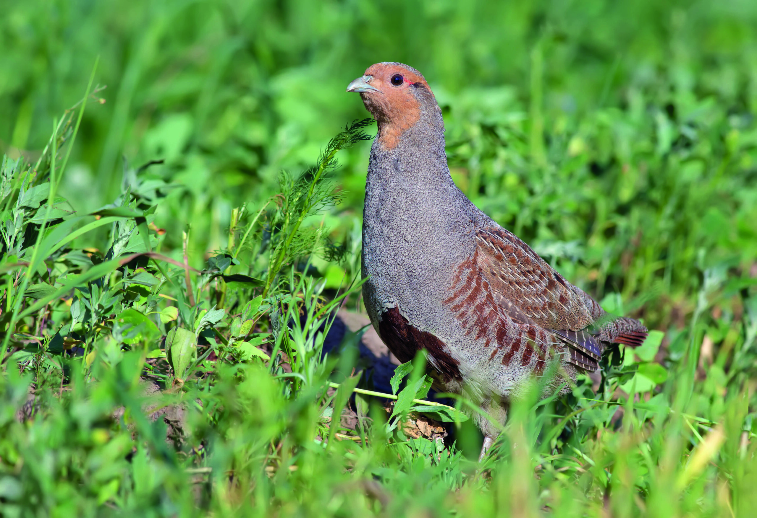 Record numbers join grey partridge count