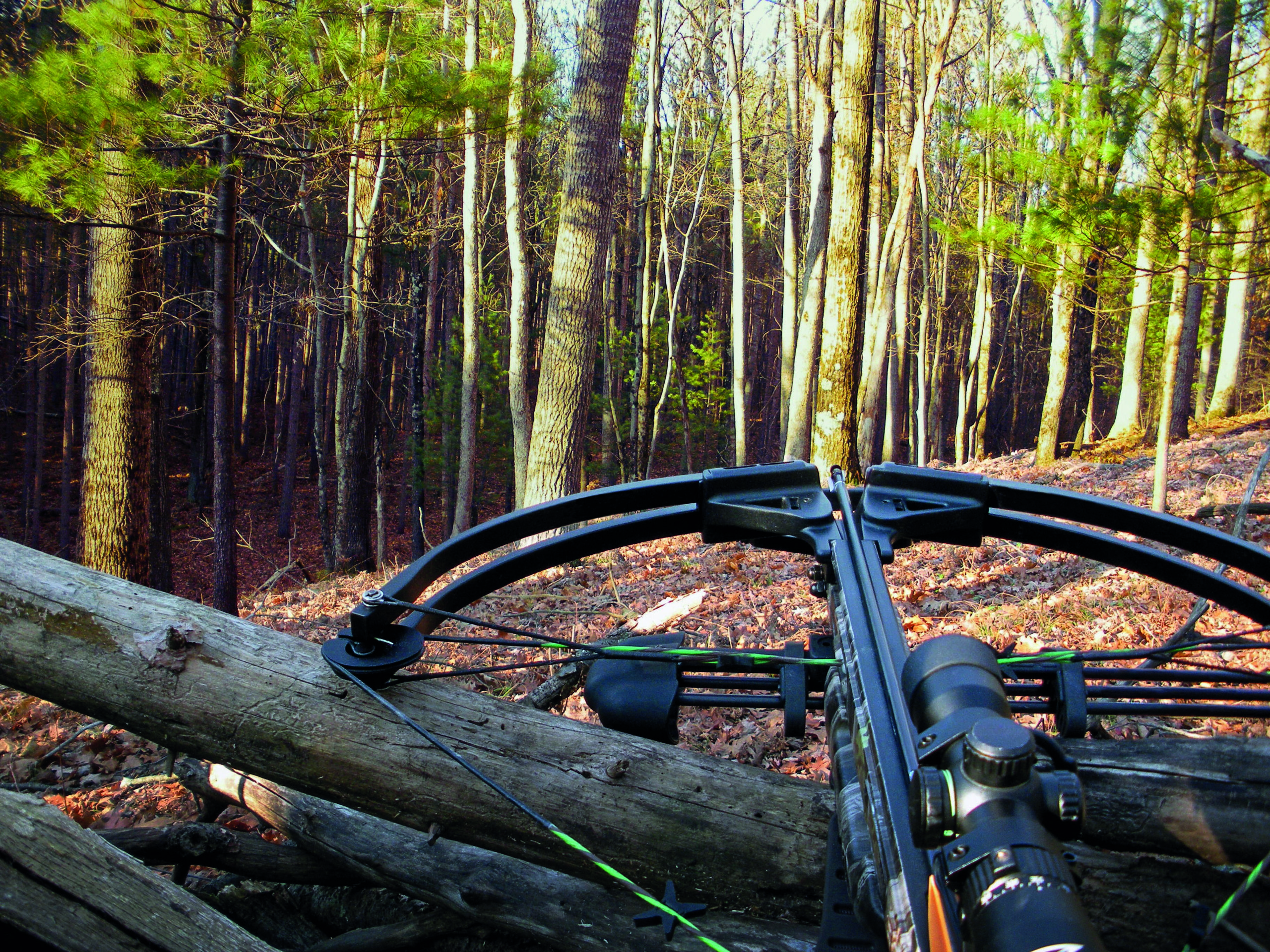 Government confirms ‘urgent review’ after crossbow deaths