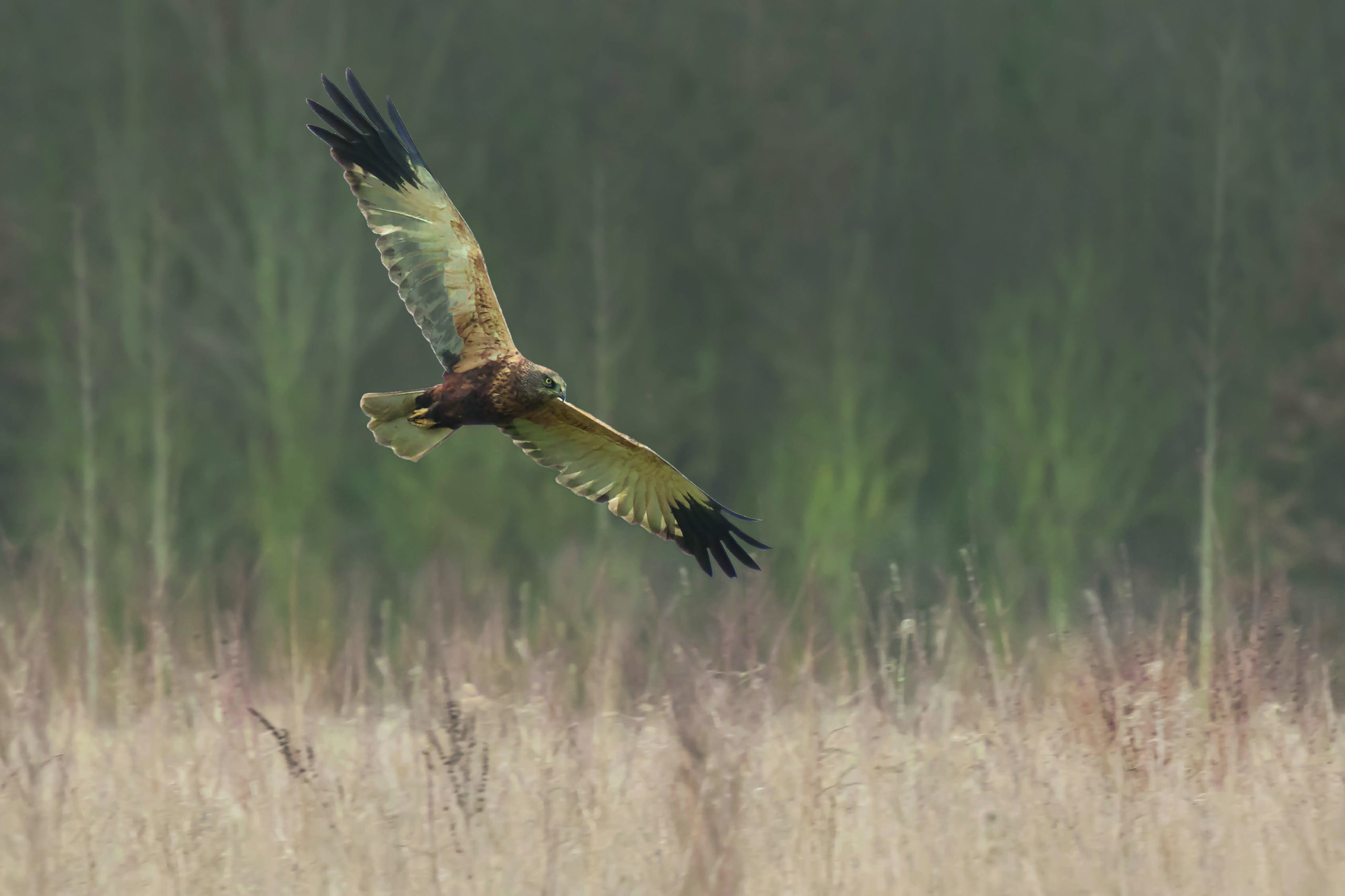 Report finds illegal killing of raptors has declined