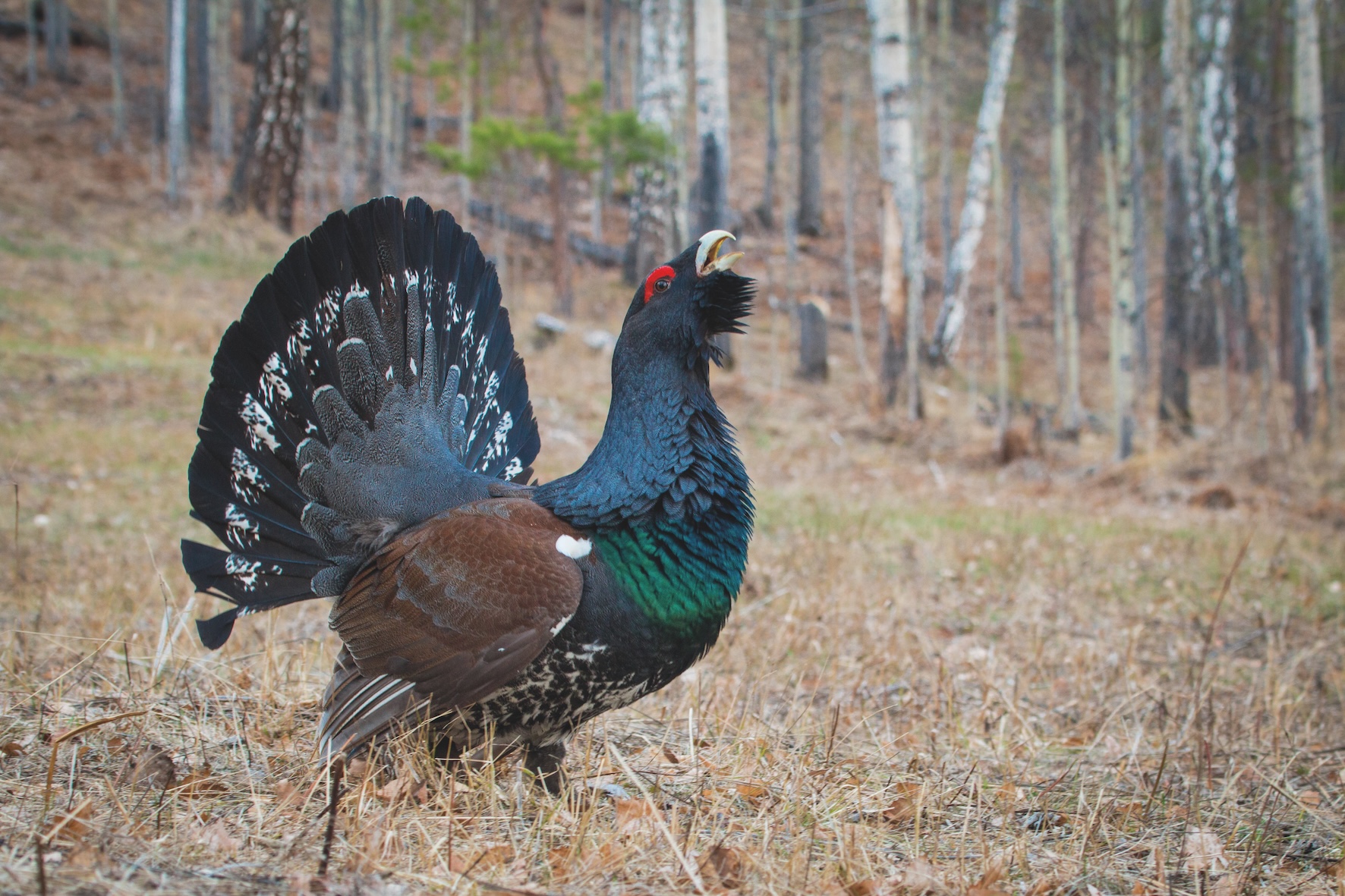 Last-ditch plan to save the UK’s struggling capercaillie
