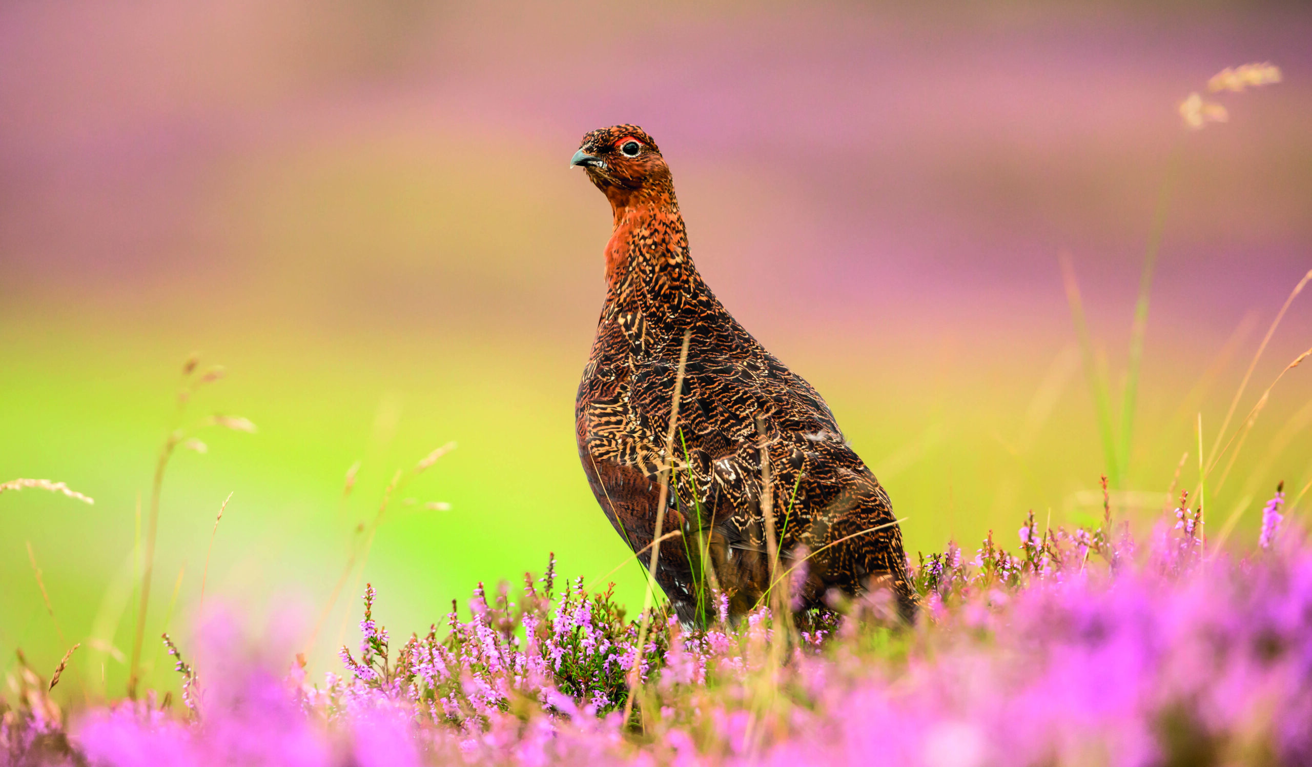 LACS poll finds Scots are against grouse shooting
