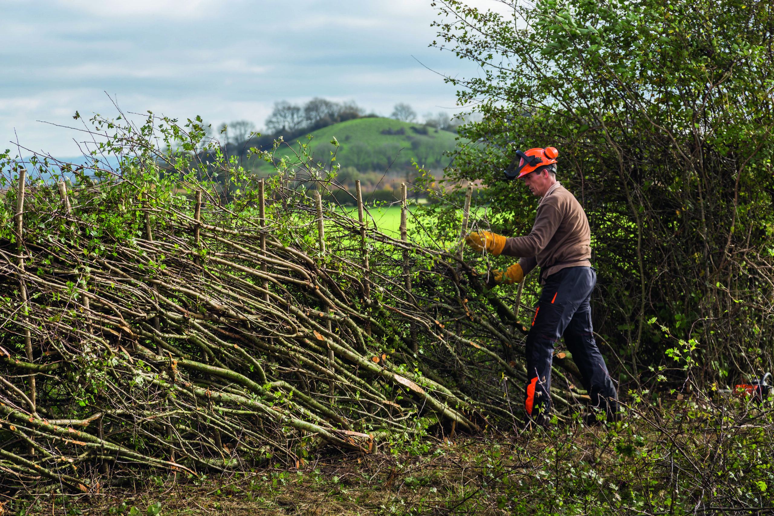Planting begins for the Hampshire Hedge conservation project
