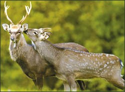 Growing deer population blamed for native bird decrease