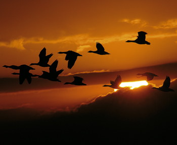 Wildfowling restraints hit shooting community hard