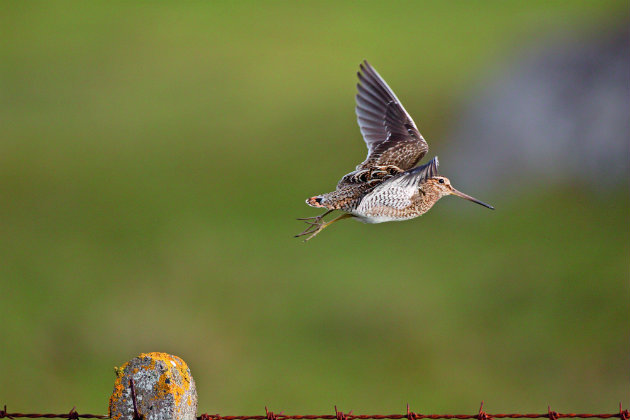Snipe