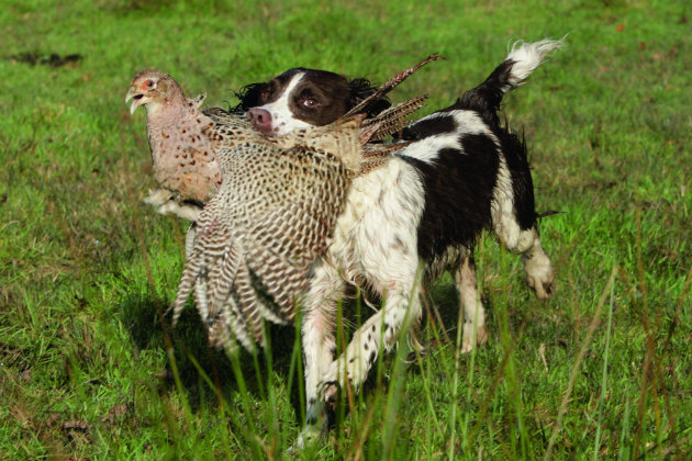 spaniel with running bird 