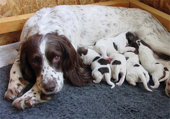 How soon do gun dogs show signs of being pregnant?
