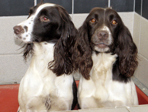 Will my gun dogs be ruined by living in the family house?