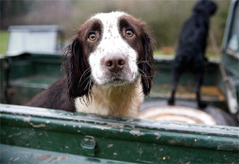 High game shooting in Herefordshire