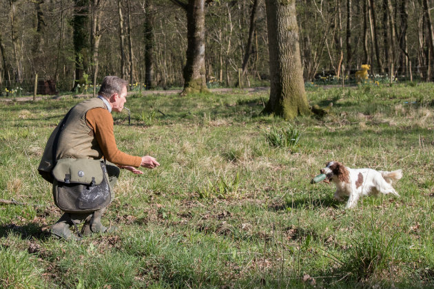 gundog retrieving 