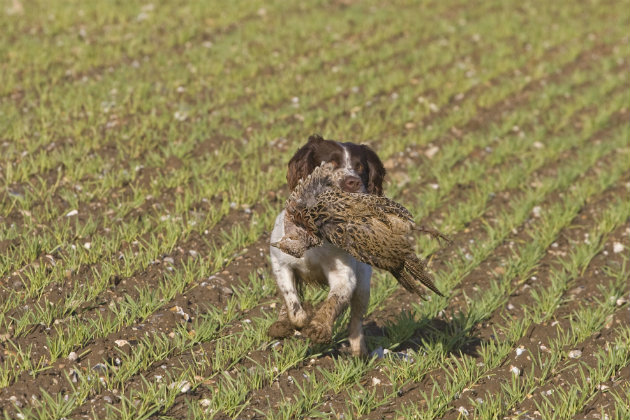 How to stop your gundog from being hard-mouthed