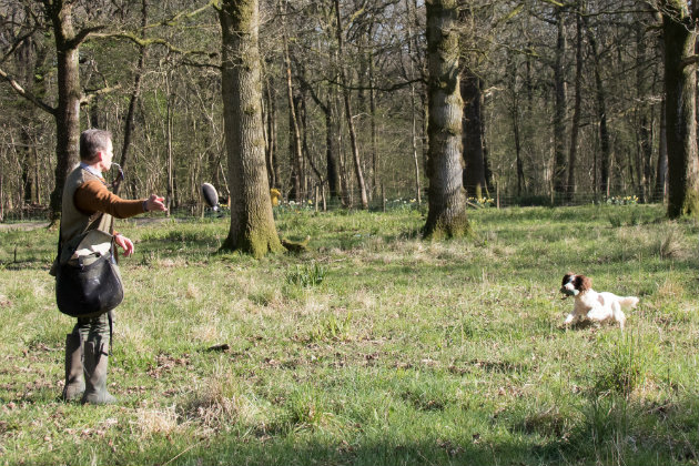 gundog retrieving 