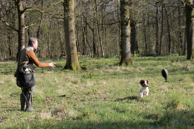 gundog with dummy 