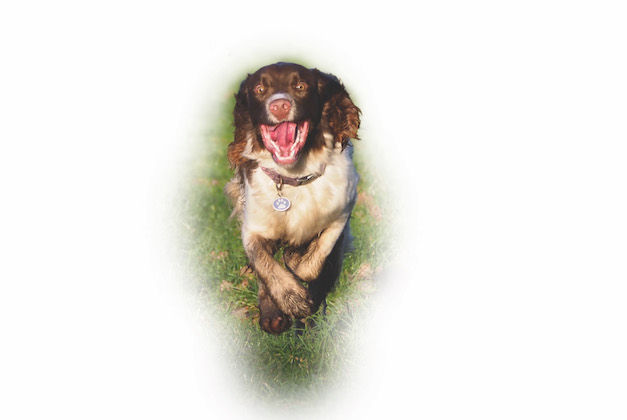 spaniel in agility trial