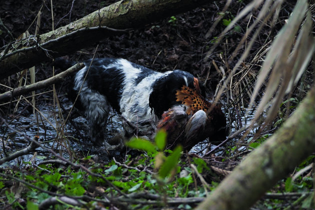 spaniel in undergrowth