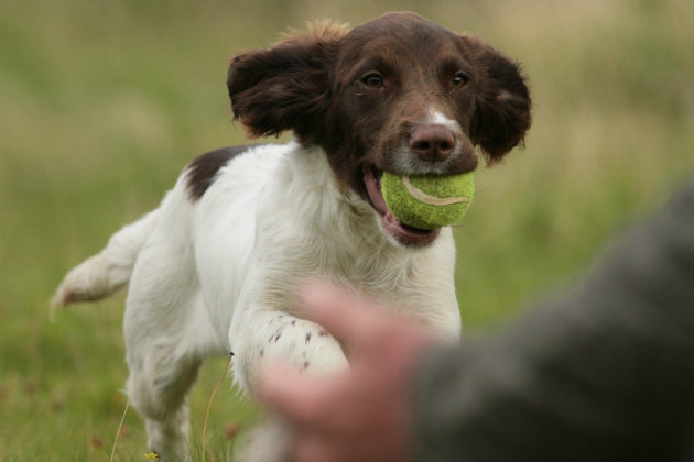 springer spaniel retrieving
