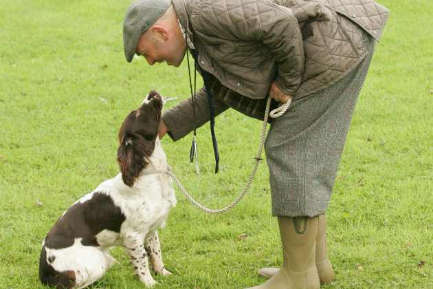 Problems with springer spaniels and hunting