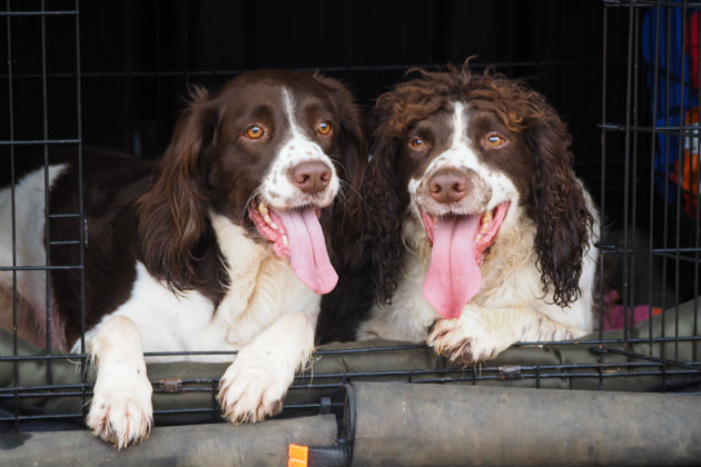 Is it really possible to train a rescue springer as a gundog?