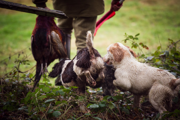springer spaniels 