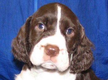 My puppy is scared of people