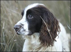 Stereotypes: not all dogs conform to types