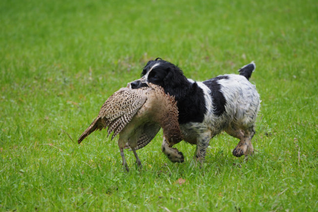 small cocker spaniel