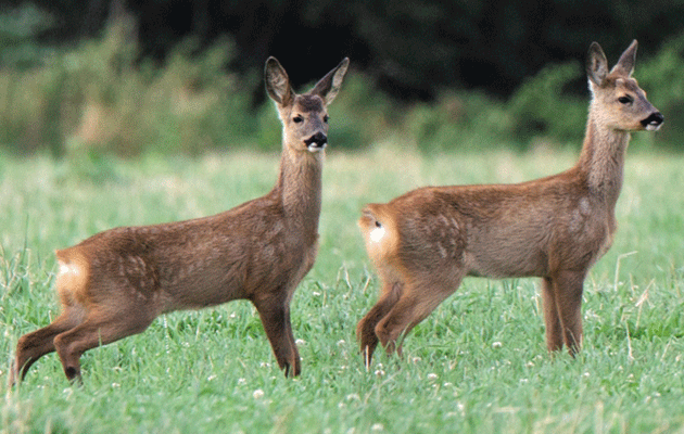 deer cull