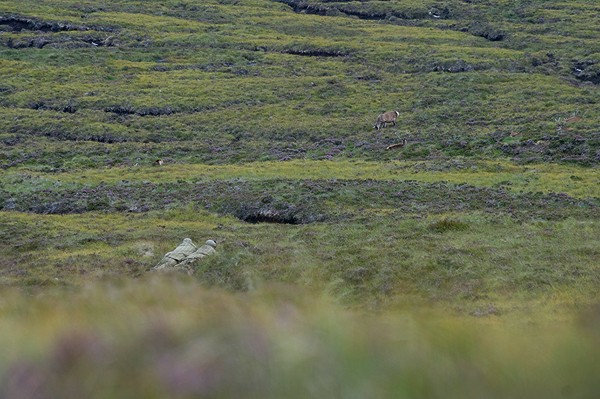 Stalking on the Corriemulzie Estate