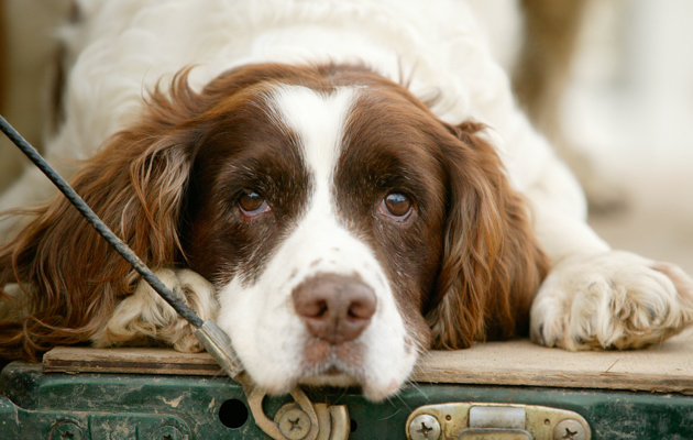 springer spaniel