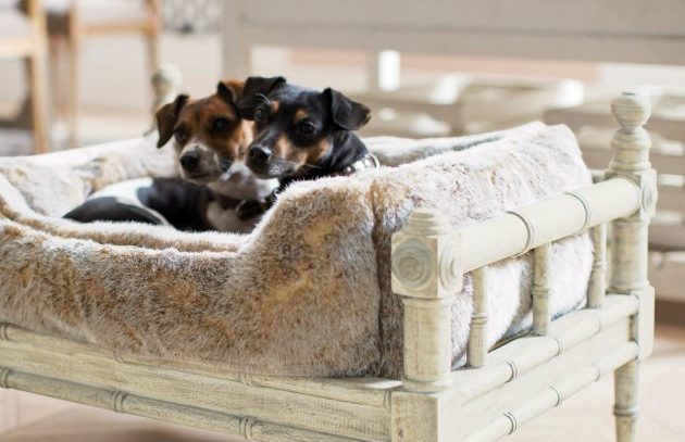 Stylish dog beds for hardworking gundogs?
