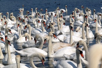 Bird flu: another swan tests positive for HN51