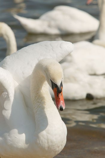 Bird flu: sixth swan tests positive
