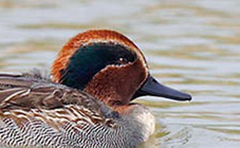 Fast tides and drifting decoys