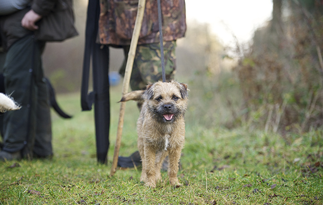 Terriers in the beating line