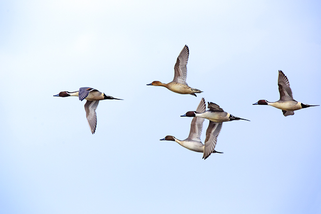 Wildfowling Club of the Year award now open for entries