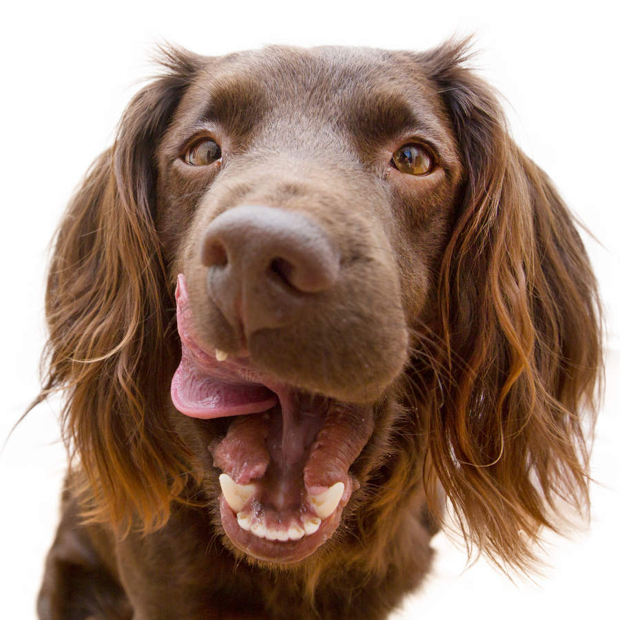 Spaniel and teeth 